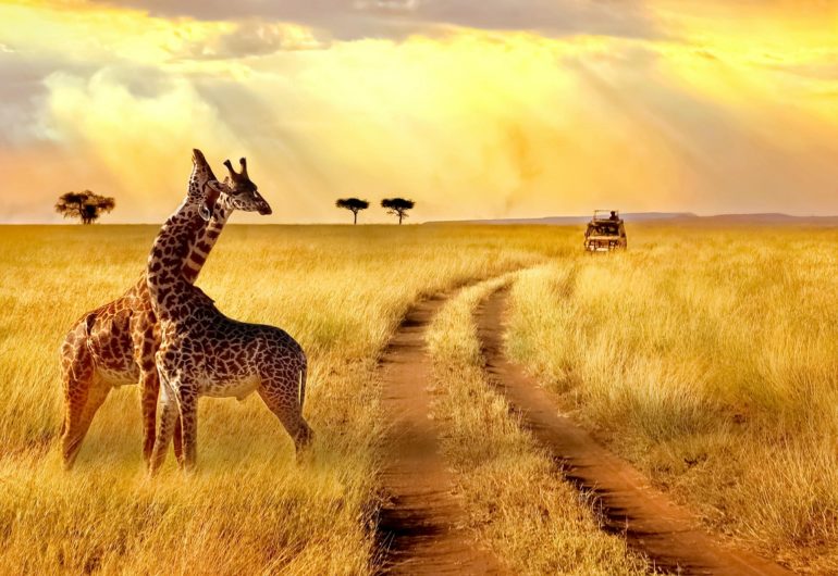 1 ROMANTICO SUDAFRICA